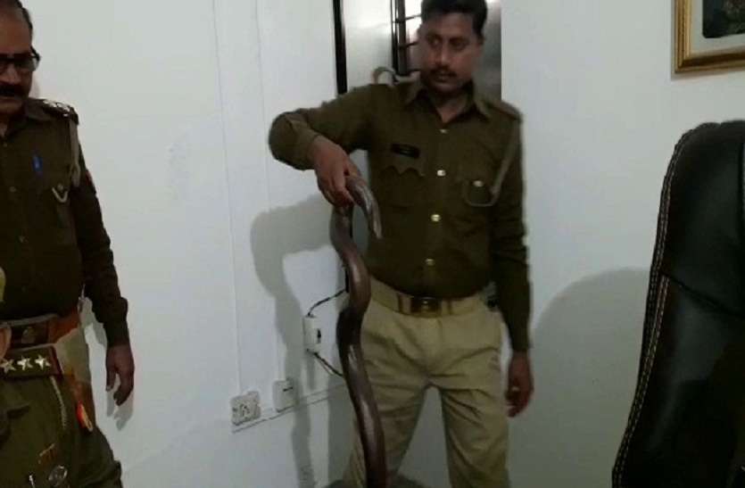 लाखों की कीमत का दुर्लभ प्रजाति का सांप बरामद, चार तस्कर गिरफ्तार लाखों की कीमत का दुर्लभ प्रजाति का सांप बरामद, चार तस्कर गिरफ्तार
