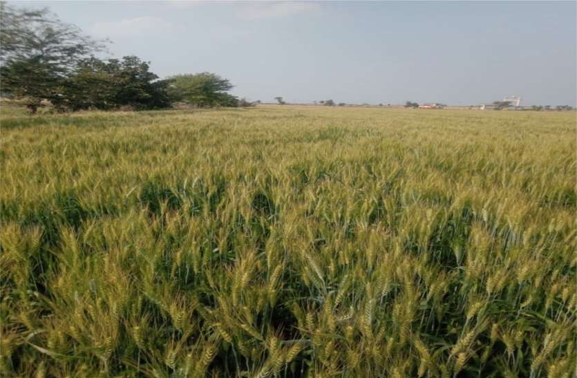 Farmers standing in the fields are not getting harvest कोरोना वायरस के डर से ग्रामीण घरों में कैद हुए लोग, खेतों में खड़ी को फसल को काटने नहीं मिल रहे मजदूर