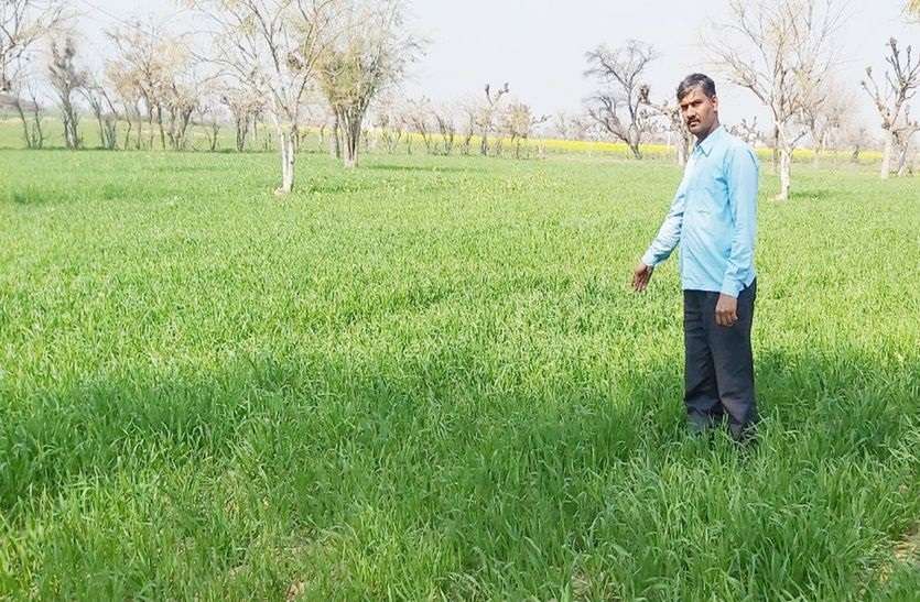काले गेंहूं की खेती बदलेगी किसानों के दिन, कम लागत में होगा ज्यादा मुनाफा काले गेंहूं की खेती बदलेगी किसानों के दिन, कम लागत में होगा ज्यादा मुनाफा