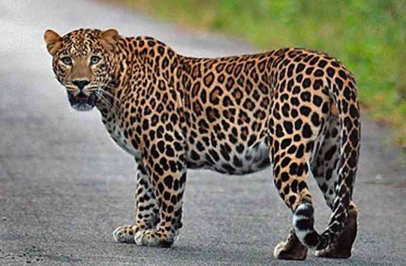leopard-pak_2098233_835x547-m.jpg कांटेदार बाड़ में फंसे तेंदुए को बचाया
