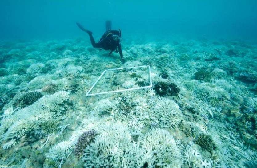 Scientists Say Coral Reefs Will Disappear Over In The Next 20 Years सम द र ज व पर म डर य खतर व ज ञ न क न कह अगल 20 वर ष म खत म ह ज ए ग प रव ल