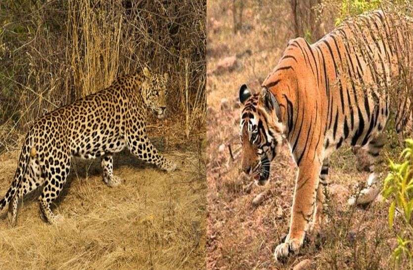 Sariska Tiger Reserve : Panther Coming In Human Polulation ...