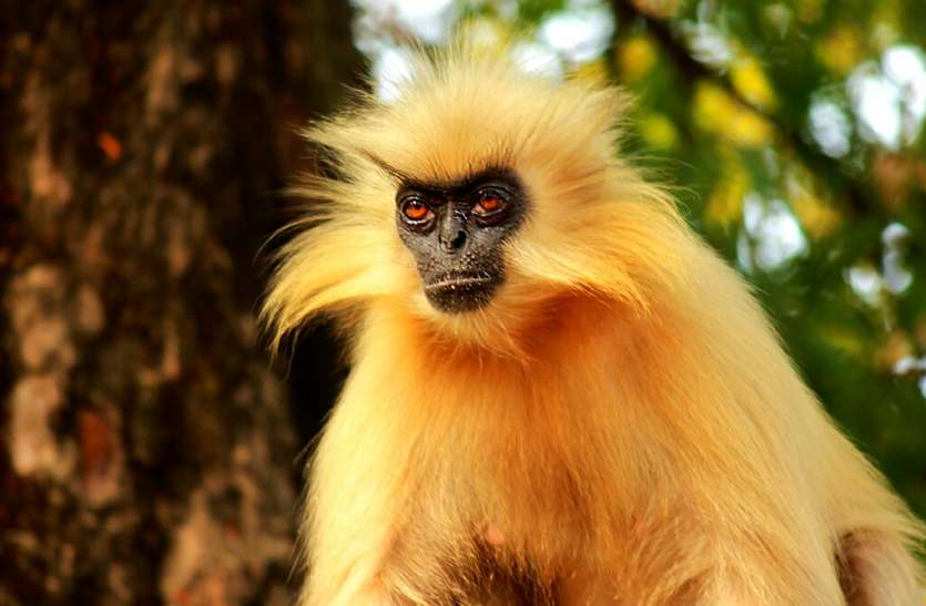 Last Golden Langur Dies In Umananda Island Of Asam, News Viral - देश के ...