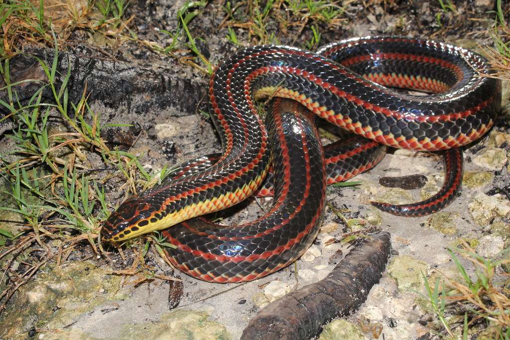 snake.jpg