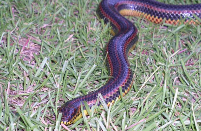 snakee.jpg 50 साल में पहली बार दिखा रेनबो सांप, 4 फुट है इसकी लंबाई