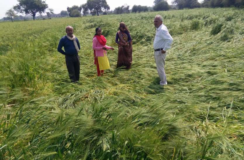 ठकुरपुरा तिराहे पर किसानों का प्रदर्शन Crop wasted due to hail and rain, spread in the fields, news in hindi, mp news, datia news ओलावृष्टि व बारिश से फसलें बर्बाद, खेतों में बिछीं