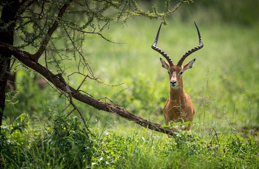 WILDLIFE : पांच दशक में 60 फीसदी कम हुए वन्यजीवों का दोषी कौन? WILDLIFE : पांच दशक में 60 फीसदी कम हुए वन्यजीवों का दोषी कौन?