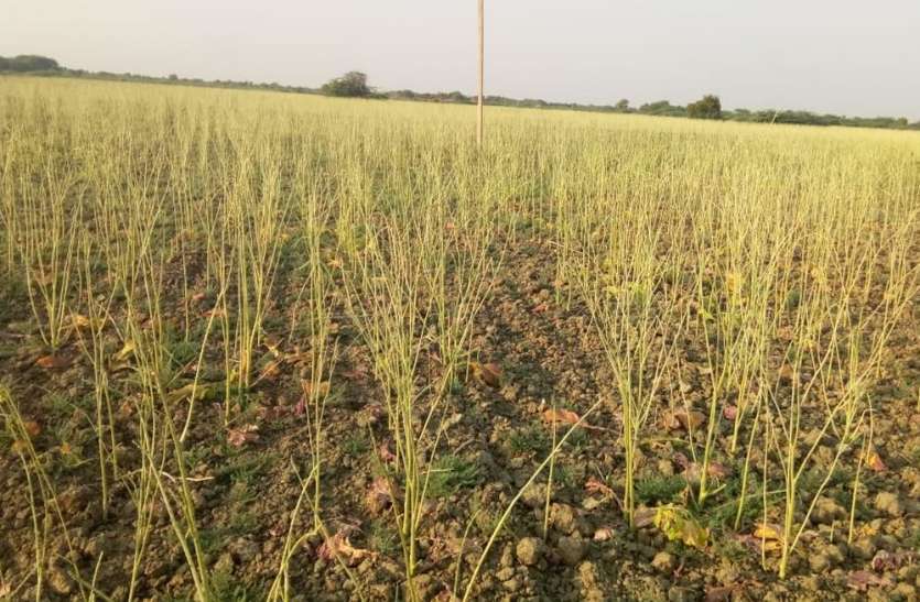 Agriculture in Jalore 19 पर्यवेक्षक व 4 सहायक कृषि अधिकारियों का काम संभाल रहा एक अफसर