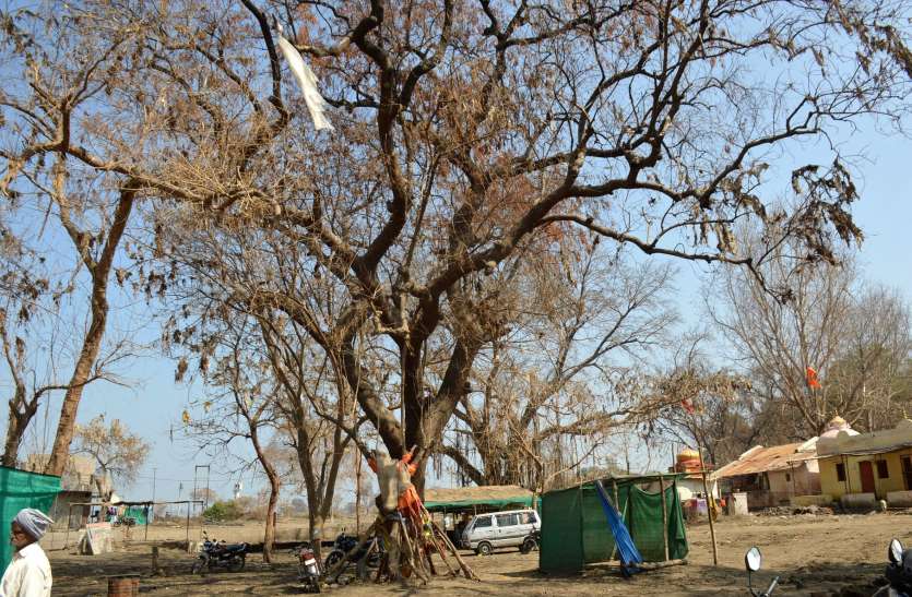 Millions of trees submerged in the water of Sardar Sarovar Dam जितने पेड़ डूबे उससे तीन गुना लगाना था पेड़, कागजों पर ला दी हरियाली