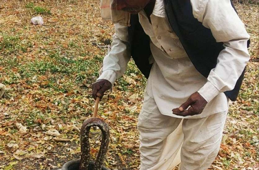 वन विभाग ने दुर्लभ प्रजाति का दो मुहा सांप पकड़ा, एक गिरफ्तार वन विभाग ने दुर्लभ प्रजाति का दो मुहा सांप पकड़ा, एक गिरफ्तार
