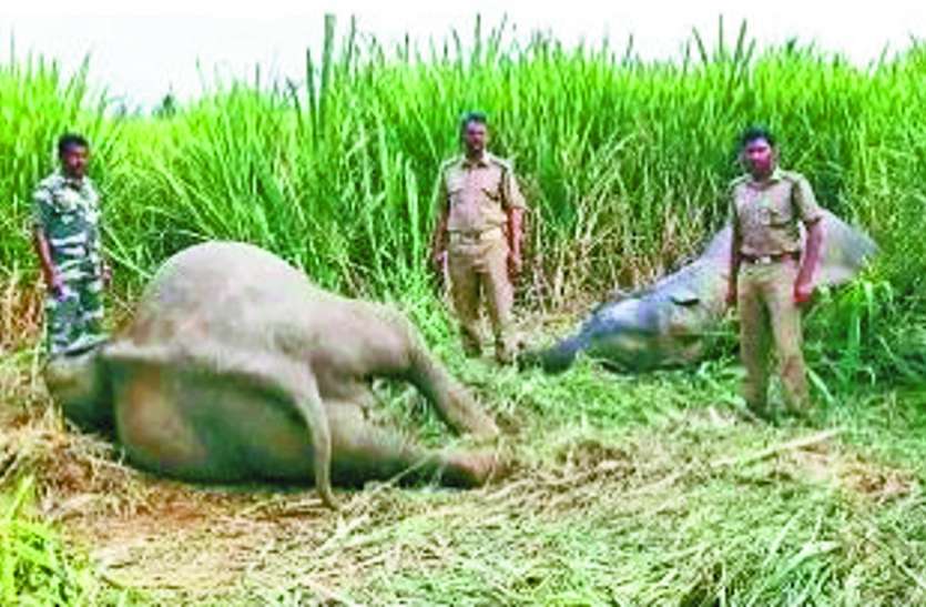 करंट लगने से दो हाथियों की मौत करंट लगने से दो हाथियों की मौत