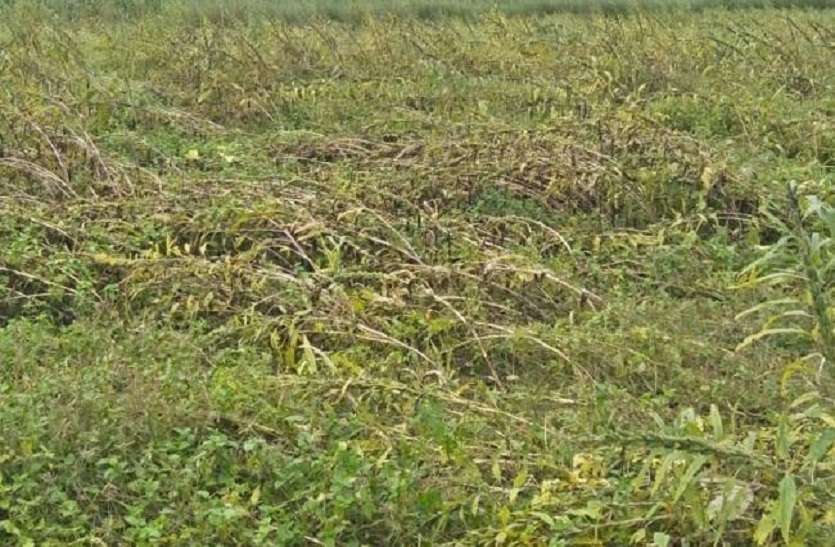 ओलावृष्टि से किसानों की फसलें चौपट, भारी नुकसान ओलावृष्टि से किसानों की फसलें चौपट, भारी नुकसान