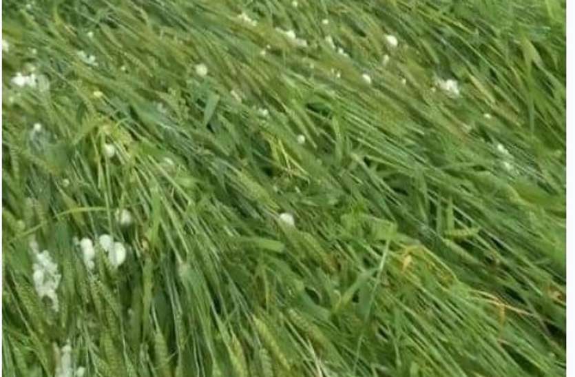 मौसम की मार से किसान बेबस, कई इलाकों में किसानों की उम्मीदों पर गिरे ओले मौसम की मार से किसान बेबस, कई इलाकों में किसानों की उम्मीदों पर गिरे ओले