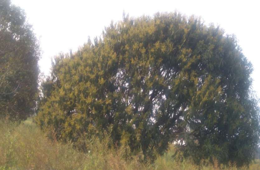 mango blossom आम की बौर के लिए बेहद नुकसानदायक है बदलता मौसम, कृषि वैज्ञानिक ने बताये बचाव के उपाय