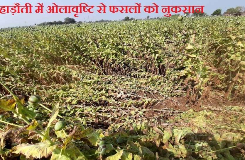 मौसम का कहर देख किसानों की आंखों में आ गए आंसू मौसम का कहर देख किसानों की आंखों में आ गए आंसू