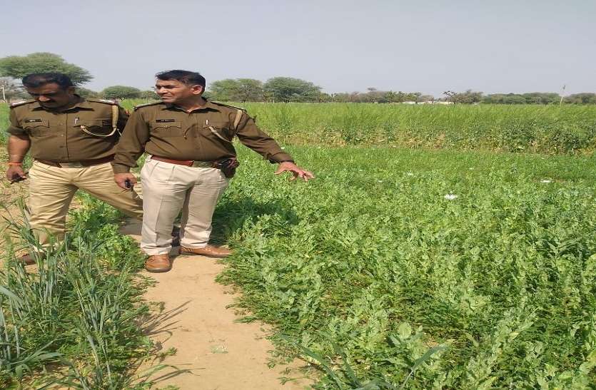 crime 7 बीघा के खेत में चारों तरफ सरसों व गेहूं की फसल, बीच में कर रखी थी अफीम की खेती