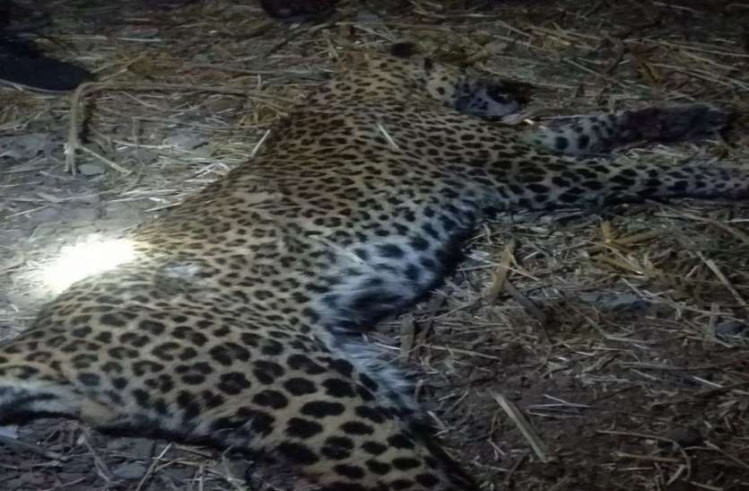Leopard News; डंडे के एक ही प्रहार से ढेर हो गया तेंदुआ Leopard News; डंडे के एक ही प्रहार से ढेर हो गया तेंदुआ