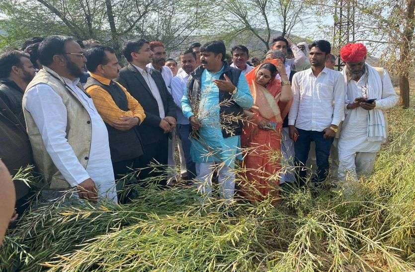 किसानों ने 50 प्रतिशत बताया, प्रशासन ने माना अधिकतम 20 फीसद नुकसान किसानों ने 50 प्रतिशत बताया, प्रशासन ने माना अधिकतम 20 फीसद नुकसान