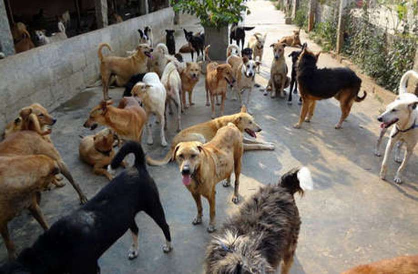 डॉग्स बर्थ कंट्रोल की फाइल एक दफ्तर से दूसरे में घूम रही, इधर हर दिन लोग हो रहे शिकार डॉग्स बर्थ कंट्रोल की फाइल एक दफ्तर से दूसरे में घूम रही, इधर हर दिन लोग हो रहे शिकार