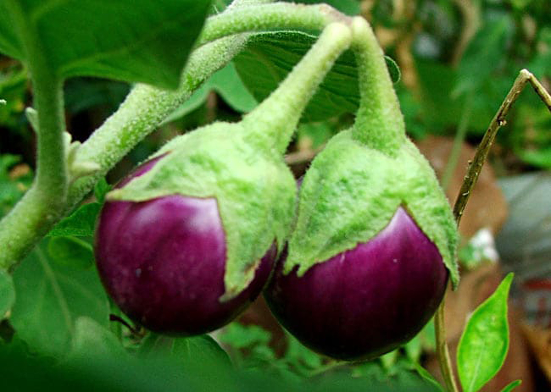 health-news-brinjal-is-beneficial-in-many-types-of-diseases-benefits