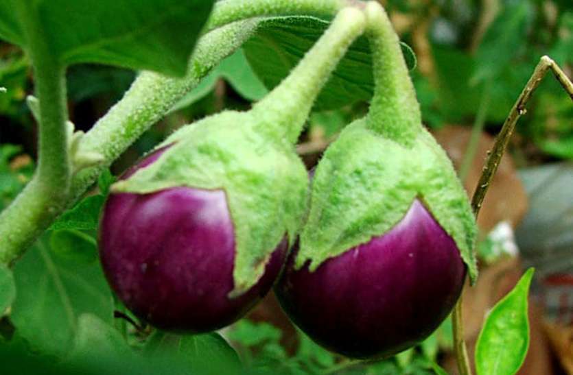 Benefits of brinjal: Benefits of brinjal: औषधीय गुणों से भरपूर है बैंगन, एनीमिया सहित कई बीमारियों में है लाभकारी
