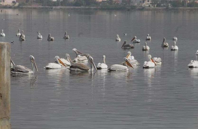 birds tragedy इंडिया में पक्षियों से इंसानों में पहुंच सकती है बीमारी...जानिए रिसर्च की रिपोर्ट