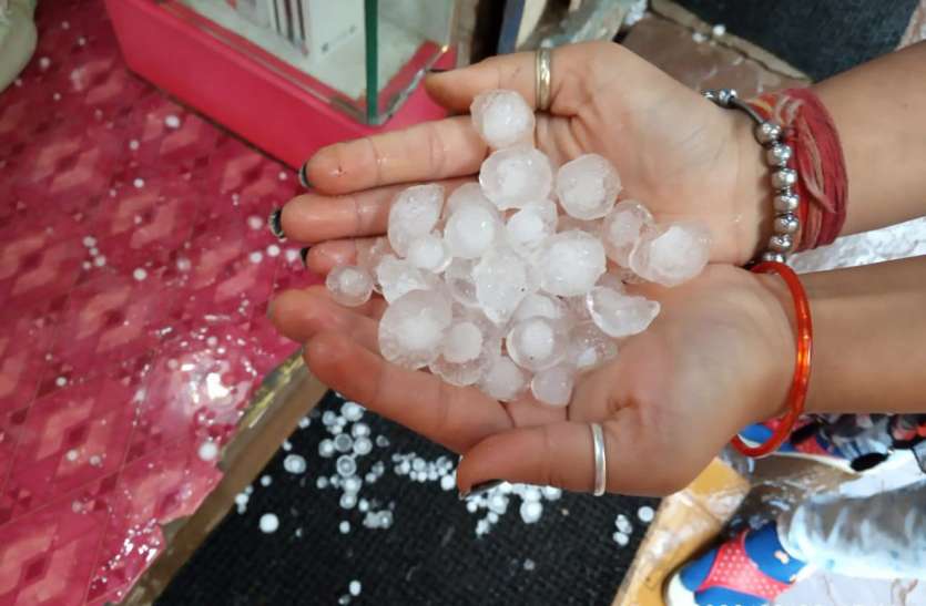 Hailstorms again, damage to pulses crops फिर हुई ओलावृष्टि, दलहनी फसलों को नुकसान