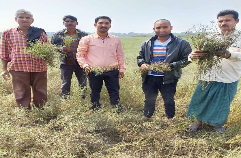 Hail and unseasonal rain drew worry lines on farmers' foreheads ओलावृष्टि व बेमौसम बरसात ने खींची किसानों के माथे पर चिंता की लकीरें
