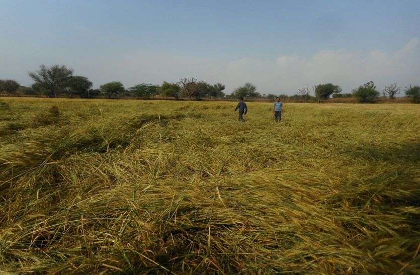 नागौर में बारिश व ओलावृष्टि ने मचाई तबाही, रबी की फसलें तहस-नहस नागौर में बारिश व ओलावृष्टि ने मचाई तबाही, रबी की फसलें तहस-नहस