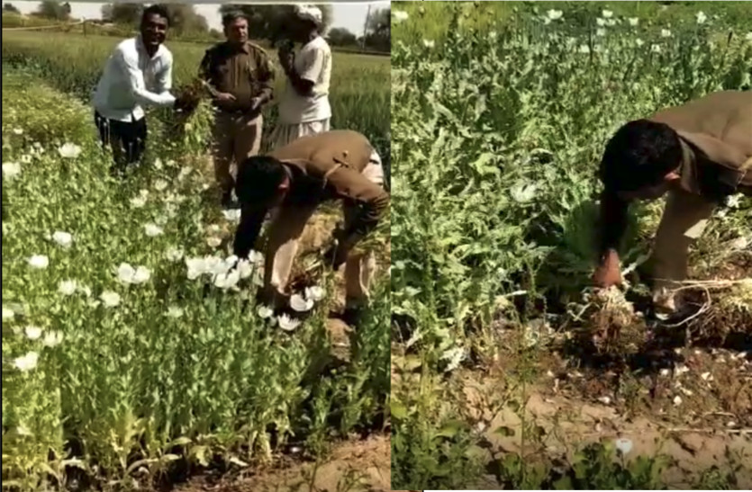 Illegal Cultivation Of Opium Caught Illegal Poppy Cultivation ग ह क फसल क ब च कर रह थ अफ म क ख त प ल स पह च त आर प न ह थ ज ड कर कह य ब त Patrika News