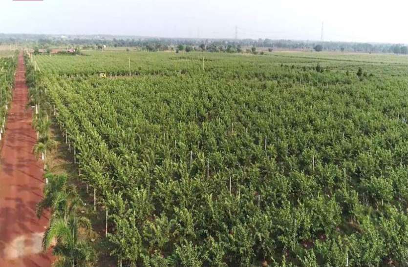 एशिया का सबसे बड़ा सीताफल फार्म धमधा में एशिया का सबसे बड़ा सीताफल फार्म धमधा में