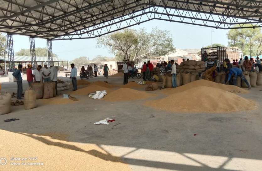 Traders are buying mustard and java at a quarter to one एक सप्ताह से आने लगी मंडी नई फसल, नहीं मिल रहे अन्यदाताओं को सही दाम