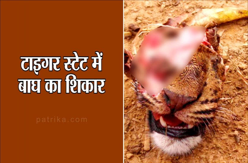 03.png टाइगर स्टेट में एक और बाघ का शिकार, जानिए कितनी सच है यह तस्वीर