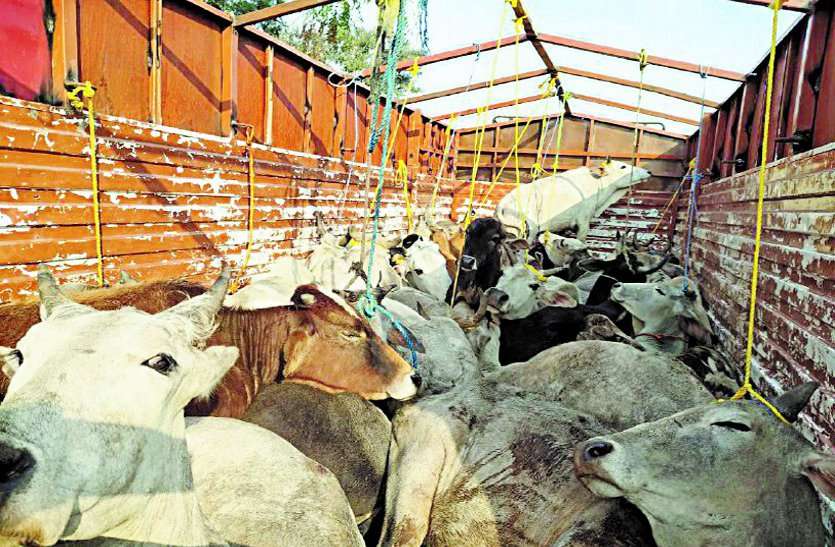Smuggling Smuggling : हाईवे छोड़ गांव के रास्ते से निकल रहे तस्कर