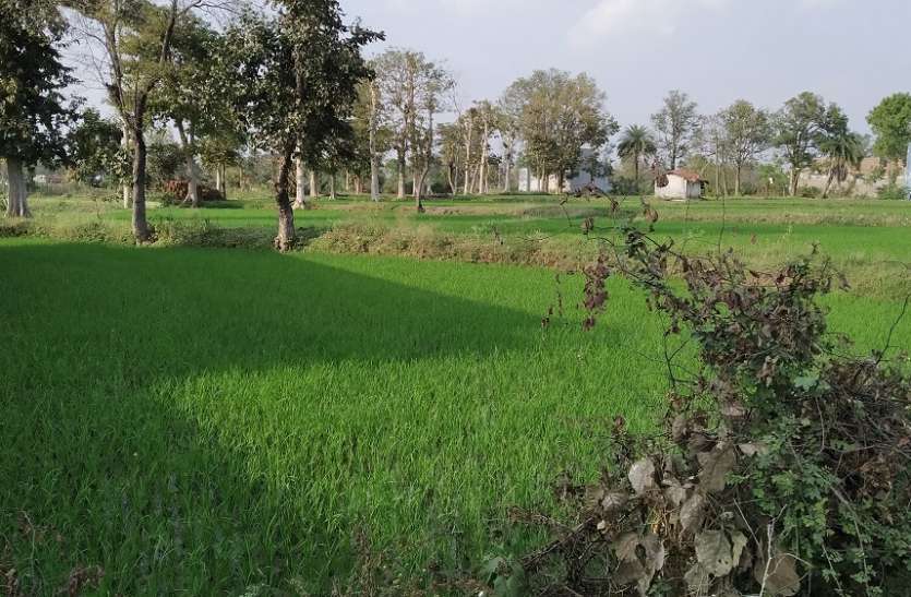 गर्मी में धान उत्पादन 'पानी बर्बाद कर रहा 'किसान गर्मी में धान उत्पादन 'पानी बर्बाद कर रहा 'किसान