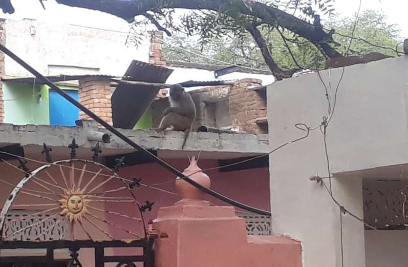 सेंवढ़ा के रामपुरा खुर्द गांव में कई महिलाएं घायल Monkey attacks on women, news in hindi, mp news, datia news महिलाओं को देख बंदर कर रहे हमले