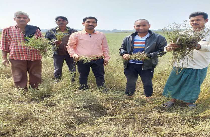 Hail and falling water caused concern for farmers on their foreheads ... ओले और पानी गिरने से किसानो के माथे पर पड़ी चिंता की लकीरें ...