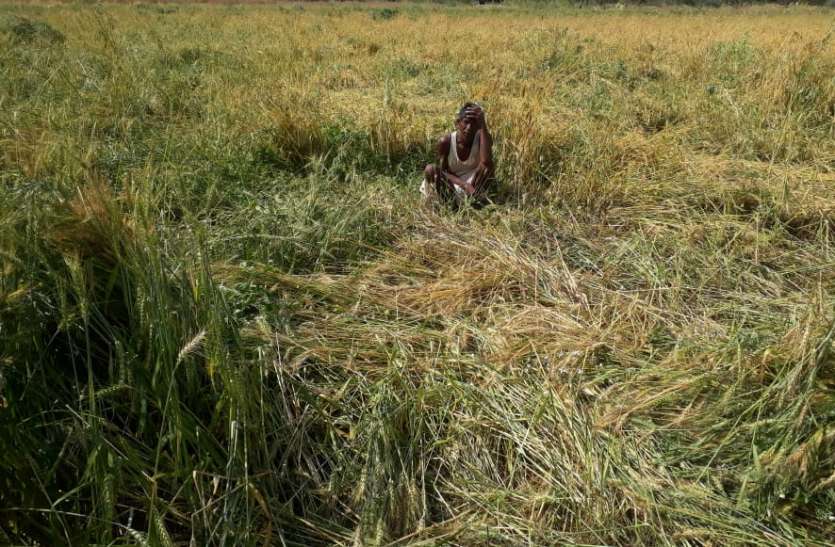 ओलावृष्टि से 30 से 70 फीसदी तक खराब हुई फसलें ओलावृष्टि से 30 से 70 फीसदी तक खराब हुई फसलें
