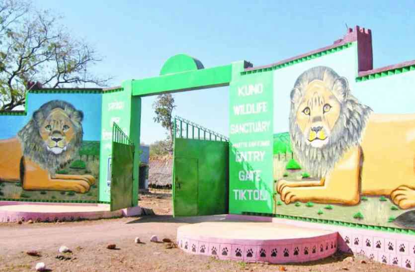 अफ्रीकी चीतों की संभावनाएं तलाशनेे आएगी स्टेट कमेटी अफ्रीकी चीतों की संभावनाएं तलाशनेे आएगी स्टेट कमेटी