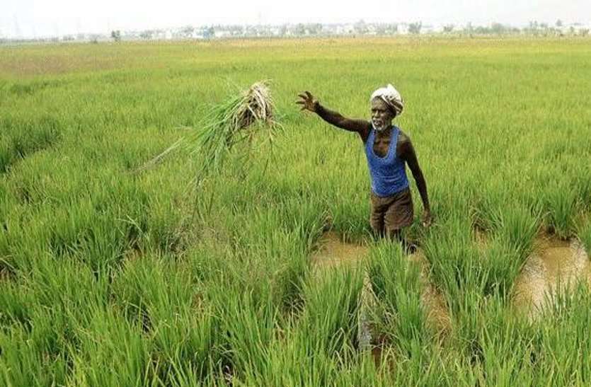 farmer crop Hail storm: सरकार जमा कराती प्रीमियम तो मिलता किसानों को फायदा