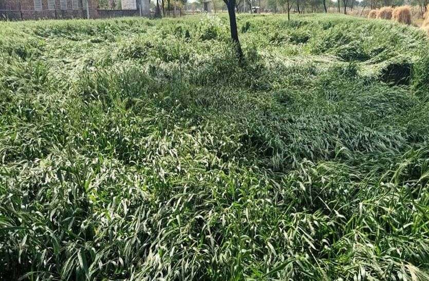 मौसम की मार, किसान बेहाल मौसम की मार, किसान बेहाल