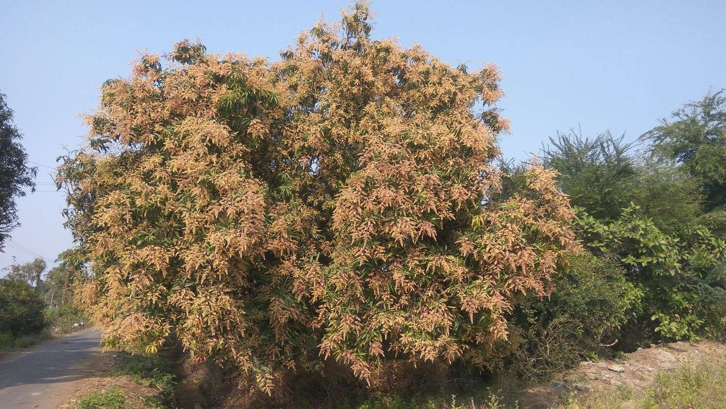 Unseasonal rains News: बौर से लदे थे आम के पेड़, बरसात ने कर दिया चौपट