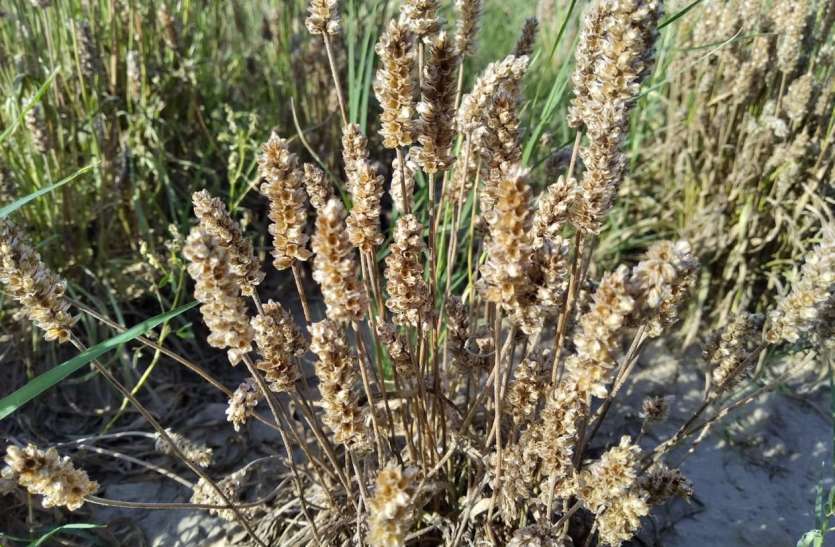 Crop loss must be reported within 72 hours 72 घंटे में देनी होगी फसल खराबे की सूचना