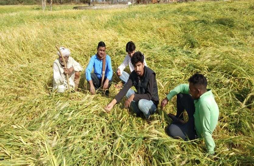 चूरू जिले में छह सौ हैक्टयेर में खराबा चूरू जिले में छह सौ हैक्टयेर में खराबा