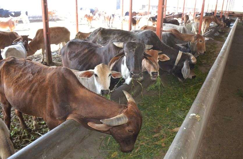 गोशाला में हटाए डंठल, गायों को डाला हरा चारा गोशाला में हटाए डंठल, गायों को डाला हरा चारा