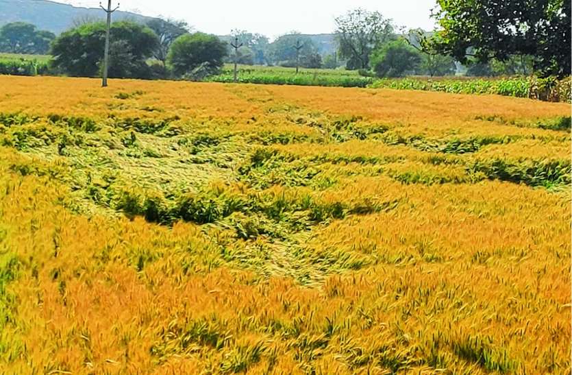 बांसवाड़ा : खरीफ केे खराबे के बाद अब रबी में मावठ ने बढ़ाई मुसीबत बांसवाड़ा : खरीफ केे खराबे के बाद अब रबी में मावठ ने बढ़ाई मुसीबत