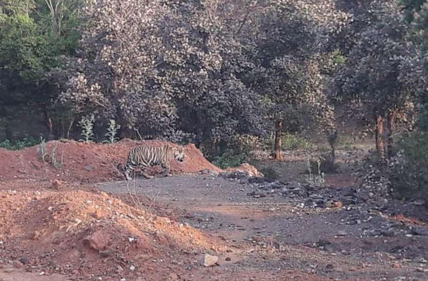 Tiger wandering near Saraswahi. संजय टाइगर रिजर्व जाएगा कटनी का बाघ, रेस्क्यू आज