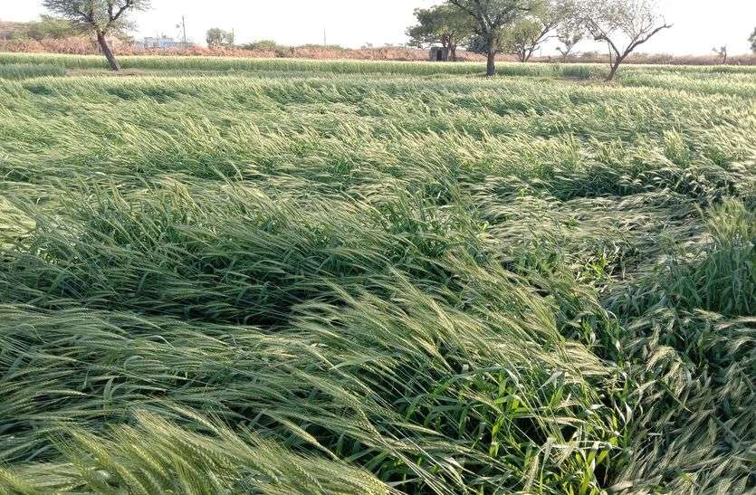 kishangarh-ओलों की मार से फसले पड़ी आड़ी kishangarh-ओलों की मार से फसले पड़ी आड़ी
