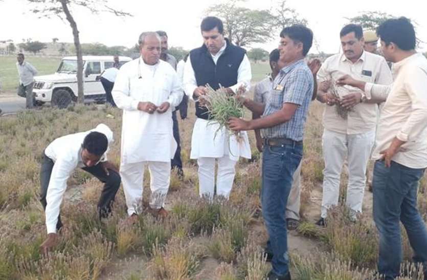 Revenue minister reached fields take stock of damage caused by rain बारिश से हुए नुकसान का जायजा लेने खेतों में पहुंचे राजस्व मंत्री