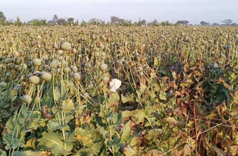 अचानक बदला मौसम, बारिश की बूंदों ने बढ़ाई किसानों की चिंता अचानक बदला मौसम, बारिश की बूंदों ने बढ़ाई किसानों की चिंता